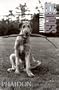 Dog Dogs