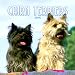 Cairn Terriers 2006 Calendar