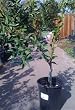 Shasta Gold Mandarin Orange Tree Semi Dwarf Five Gallon