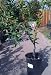 Shasta Gold Mandarin Orange Tree Semi Dwarf Five Gallon