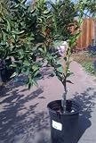Shasta Gold Mandarin Orange Tree Semi Dwarf Five Gallon
