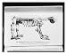 Historic Print (L): The Skeleton of a large species of quadruped hitherto unknown lat...