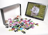 51X5HCqwV6L. SL160  Photo Jigsaw Puzzle of RK D 93816 Kitten white with grey tabby markings resting in wicker chair from Ardea Wildlife Pets
