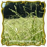 1 Oz Nodding Fescue (Festuca obtusa) Bulk Seeds