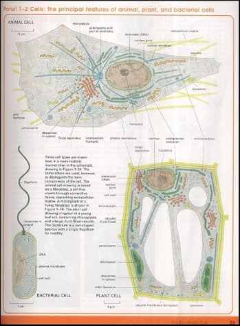 large image