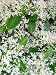 Chinese Fringe Tree - Chionanthus retusus