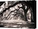 Boone Hall Plantation Live Oaks Canvas Print / Canvas Art - Artist Dustin K Ryan