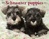 Schnauzer Puppies 2012 Calendar (Just (Willow Creek))