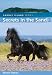 Secrets in the Sand (Saddle Island Series)