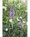 Photographic Prints of FEU-388 Early Purple Orchids - with Primroses growing on a Norfolk roadside from Ardea Wildlife Pets