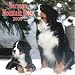 Bernese Mountain Dogs 2009 Square Wall Calendar