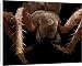 Canvas Prints of Scanning Electron Micrograph (SEM) of a female Garden Spider (Araneus from Robert Harding