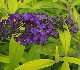 Amazon / Hirts: Butterfly Bush: Evil Ways Butterfly Bush - Buddleia - Golden Leaves