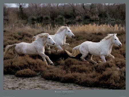 Cover image : Camargue Art Print Poster By Silvester, 31.5 