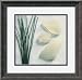Sea Glass - Straw Framed Print by Celia Pearson Framed