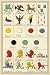 Art Poster, Heraldic Charges - Dragon, Harpy, Tyger, et al. - 18.75 x 27.5