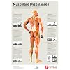 Muskul�re Dysbalancen: Muskul�re Defizite richtig erkennen und mit den optimalen �bungen behandeln