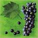 Serviette VITIS VINIFERA GREEN