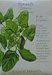 Spinach Lavewa Seeds 200 Seeds
