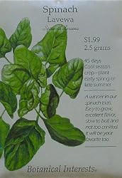Spinach Lavewa Seeds 200 Seeds