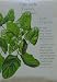 Spinach Lavewa Seeds 200 Seeds