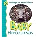 Baby Hippopotamus (San Diego Zoo Animal Library)