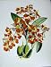 C1979 Orchids Flowers Oncidium Crispum Orange Yellow