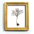 genus Crocus 94 - Gold Frame Magnet with pop-out easel (2-3/4" x 2-1/2")