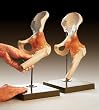 Hip Fully Functional Bone Joint Model SSM