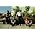 Thumbnail image of Rx Bandits
