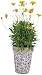 Esschert Design USA Aged Ceramic Round Nested Flowerpots, Set of 3