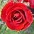 Ruby Wedding Gifts - Rose Ruby Wedding Anniversary