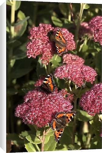 Canvas Prints of Butterfly from Country Life 
