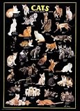 Cats Poster