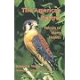 The American Kestrel: Falcon Of Many Names