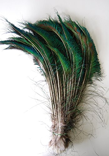 50 Pcs Peacock Swords Natural Feathers 10