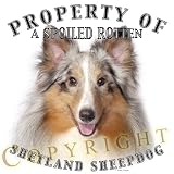 Shetland Sheepdog Merle 