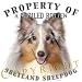   - Shetland Sheepdog Merle 