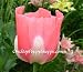 100 Poppy Flower Seeds. Queens Poppies. Papaver somniferum. One Stop Poppy Shoppe item.