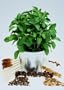 Tropica - Kr�uter - Stevia S��kraut (Stevia rebaudiana) - 100 Samen