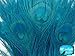 5 Pieces – Turquoise Blue Bleached & Dyed Peacock Tail Eye Feathers 10-12” Long Halloween Craft Supply | Moonlight Feather