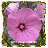1 Oz Rose Mallow (Lavatera trimestris) Bulk Wildflower Seeds