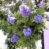 Blue Jacaranda Tree for Container or Garden Growing