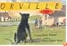 Orville: A Dog Story (Bccb Blue Ribbon Fiction Books (Awards))