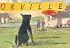 Orville: A Dog Story (Bccb Blue Ribbon Fiction Books (Awards))
