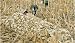 Hunting: Stubble Skinz Layout Blind Concealment