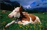 Produkt-Bild: Poster / Kunstdruck A content alp cow. in der Gr&ouml;&szlig;e (BxH): 30 x 20 cm von A. Blomqvist