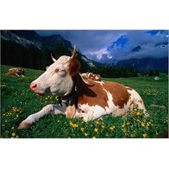 Poster 30 x 20 cm - "A content alp cow." von Anders Blomqvist / Lonely Planet Images - auch in anderen Gr��en und als Leinwandbild erh�ltlich