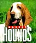 Basset Hounds (Little Books)
