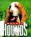 Basset Hounds (Little Books)